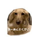 ダックスと暮らす毎日②（個別スタンプ：7）