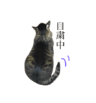 キジ猫スタンプ2（個別スタンプ：1）