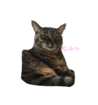 キジ猫スタンプ2（個別スタンプ：3）