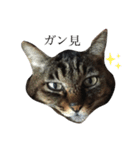 キジ猫スタンプ2（個別スタンプ：4）