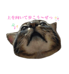 キジ猫スタンプ2（個別スタンプ：5）