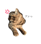 キジ猫スタンプ2（個別スタンプ：6）