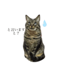 キジ猫スタンプ2（個別スタンプ：7）