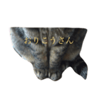 キジ猫スタンプ2（個別スタンプ：8）