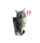 キジ猫スタンプ2（個別スタンプ：10）