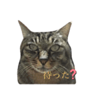 キジ猫スタンプ2（個別スタンプ：12）