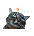 キジ猫スタンプ2（個別スタンプ：13）