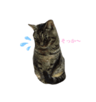キジ猫スタンプ2（個別スタンプ：14）