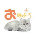 ネッネの日常❷（個別スタンプ：1）