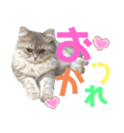 ネッネの日常❷（個別スタンプ：2）