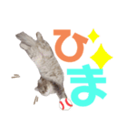 ネッネの日常❷（個別スタンプ：5）