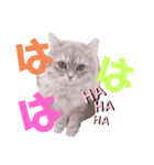 ネッネの日常❷（個別スタンプ：7）