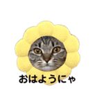 きじとらのとら、たま③、愉快な仲間！（個別スタンプ：1）