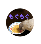 日々クルターク（個別スタンプ：1）