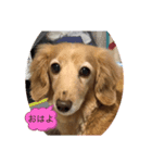 愛犬ROCOの日常（個別スタンプ：1）