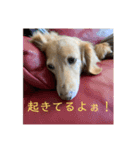 愛犬ROCOの日常（個別スタンプ：3）
