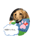 愛犬ROCOの日常（個別スタンプ：4）