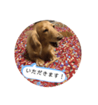 愛犬ROCOの日常（個別スタンプ：5）
