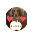 愛犬ROCOの日常（個別スタンプ：6）