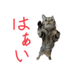 オシキャット「むぎ」（個別スタンプ：1）