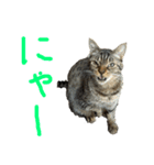 オシキャット「むぎ」（個別スタンプ：3）