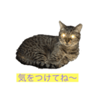 オシキャット「むぎ」（個別スタンプ：9）