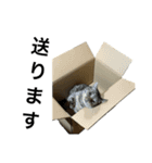 オシキャット「むぎ」（個別スタンプ：11）
