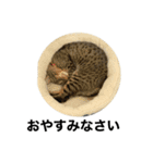 オシキャット「むぎ」（個別スタンプ：13）