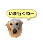 羽根木の三姉妹（個別スタンプ：11）