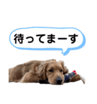 羽根木の三姉妹（個別スタンプ：12）