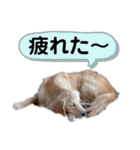 羽根木の三姉妹（個別スタンプ：27）
