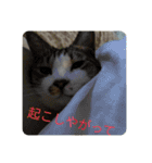 どろんこ猫三兄弟（個別スタンプ：15）