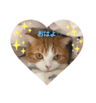 スコティッシュフォールド♡かずくん♡（個別スタンプ：1）
