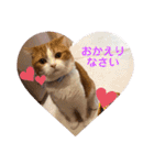スコティッシュフォールド♡かずくん♡（個別スタンプ：11）