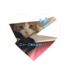 スコティッシュフォールド♡かずくん♡（個別スタンプ：13）