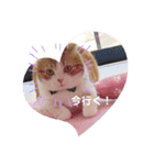 スコティッシュフォールド♡かずくん♡（個別スタンプ：14）