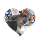 スコティッシュフォールド♡かずくん♡（個別スタンプ：23）