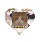 スコティッシュフォールド♡かずくん♡（個別スタンプ：25）