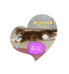 スコティッシュフォールド♡かずくん♡（個別スタンプ：26）