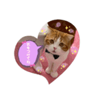 スコティッシュフォールド♡かずくん♡（個別スタンプ：30）