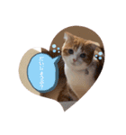 スコティッシュフォールド♡かずくん♡（個別スタンプ：32）