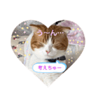 スコティッシュフォールド♡かずくん♡（個別スタンプ：33）