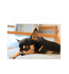 それゆけチワワのてんてん（個別スタンプ：2）