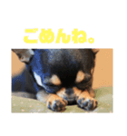 それゆけチワワのてんてん（個別スタンプ：5）