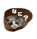 ラグドール コマチスタンプ（個別スタンプ：6）
