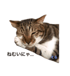 macyako cats（個別スタンプ：1）