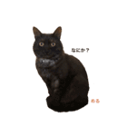 macyako cats（個別スタンプ：3）