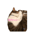 macyako cats（個別スタンプ：4）