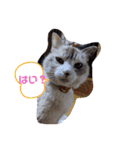 ねこスタンプ なつみちゃん＆きゃべつ君（個別スタンプ：1）