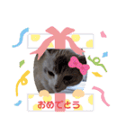 ねこスタンプ なつみちゃん＆きゃべつ君（個別スタンプ：15）